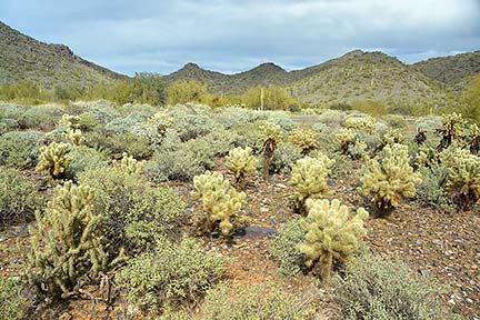 Cave Creek Regional Park, January 26, 2015